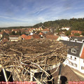 13_00-nest.jpg