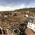 15_15-nest.jpg