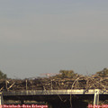 15_50-mast.jpg