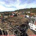 15_50-nest.jpg