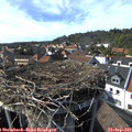 16_10-nest.jpg