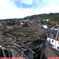 16_15-nest.jpg