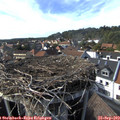16_20-nest.jpg
