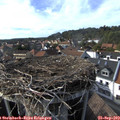 16_40-nest.jpg