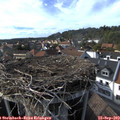16_45-nest.jpg