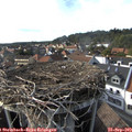 16_50-nest.jpg