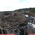 16_55-nest.jpg