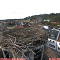17_00-nest.jpg