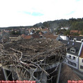 17_20-nest.jpg