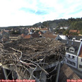 17_25-nest.jpg