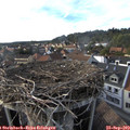 17_30-nest.jpg