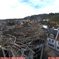 17_35-nest.jpg