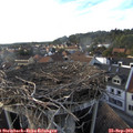17_50-nest.jpg