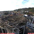 17_55-nest.jpg