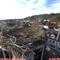 18_00-nest.jpg