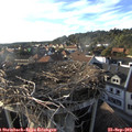 18_05-nest.jpg
