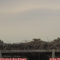07_50-mast.jpg