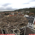 07_50-nest.jpg