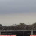 07_55-mast.jpg