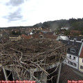 10_45-nest.jpg