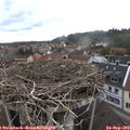 10_50-nest.jpg