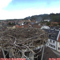 11_15-nest.jpg
