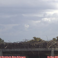 11_25-mast.jpg