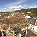 11_45-nest.jpg