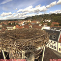 11_50-nest.jpg
