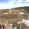 11_55-nest.jpg