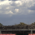12_50-mast.jpg