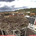12_50-nest.jpg