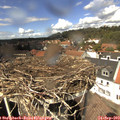 13_40-nest.jpg