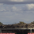 13_50-mast.jpg