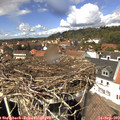 13_50-nest.jpg
