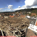 14_00-nest.jpg