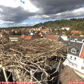 14_45-nest.jpg