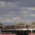 14_50-mast.jpg