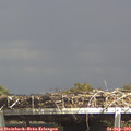 15_00-mast.jpg