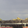 15_05-mast.jpg