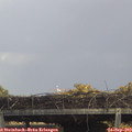 15_15-mast.jpg