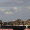 15_35-mast.jpg