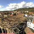 15_35-nest.jpg