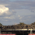 15_45-mast.jpg