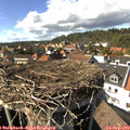 15_45-nest.jpg