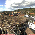 15_50-nest.jpg