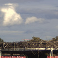 15_55-mast.jpg