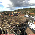 15_55-nest.jpg