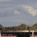 16_00-mast.jpg
