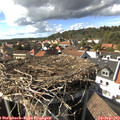 16_00-nest.jpg